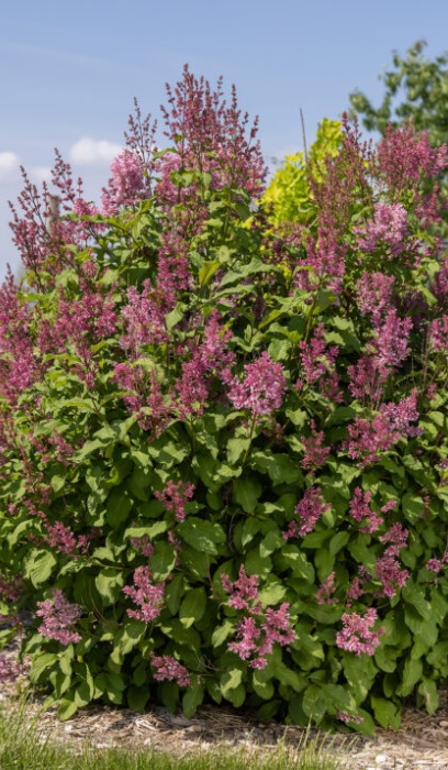 SYRINGA X PINKTINI #5 FE