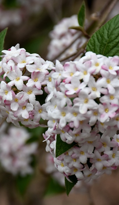 VIBUR CAR SPICE BABY #2 PW