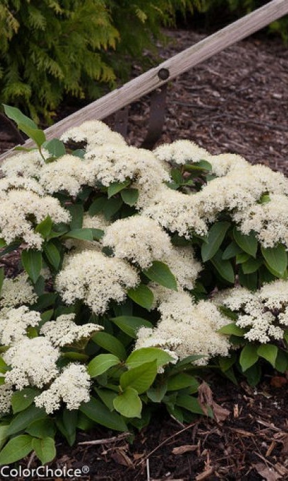 VIBUR CAS LIL' DITTY #2 PW