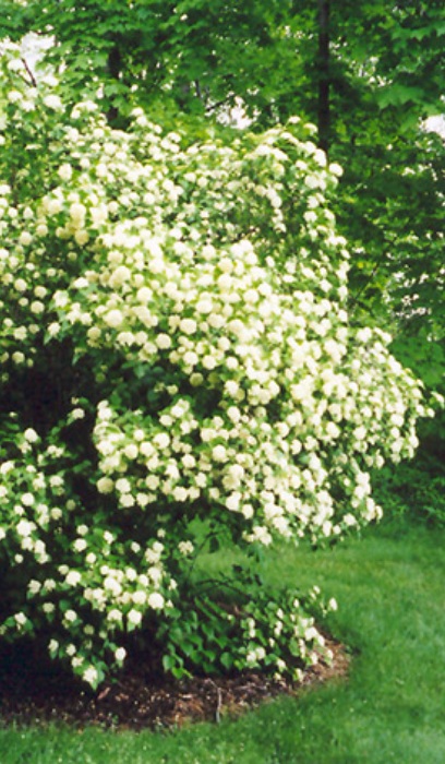 VIBUR DEN ARROWWOOD #5