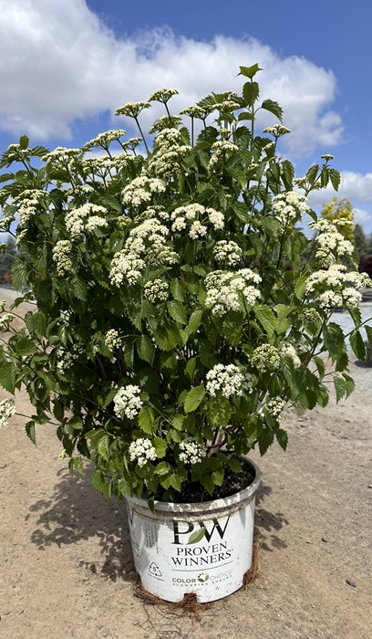 VIBUR DEN BLUE MUFFIN #2 PW