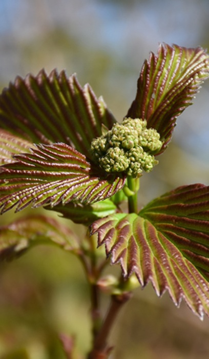 VIBUR DEN RED FEATHER #5