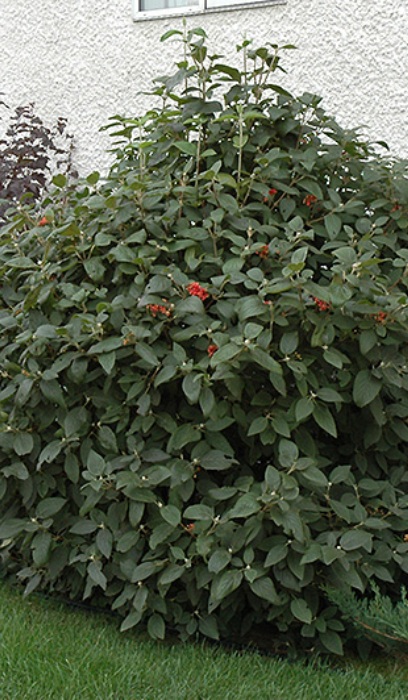 VIBUR LAN MOHICAN #5