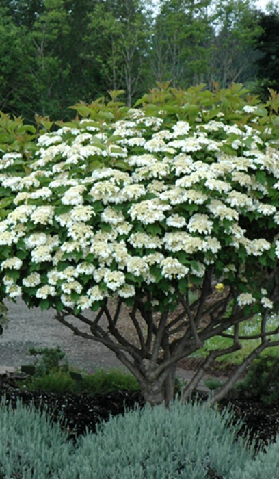 VIBUR COMPACT EUROPEAN #5