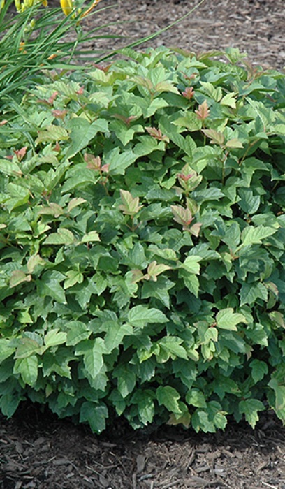 VIBUR OPU DWF EUROPEAN #2