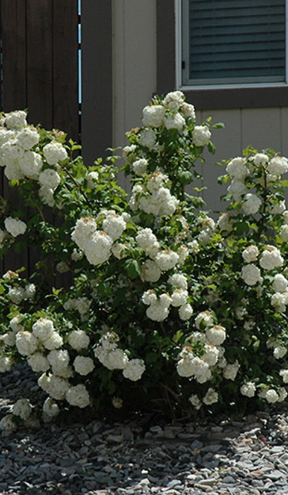 VIBUR OPU COMMON SNOWBALL #5