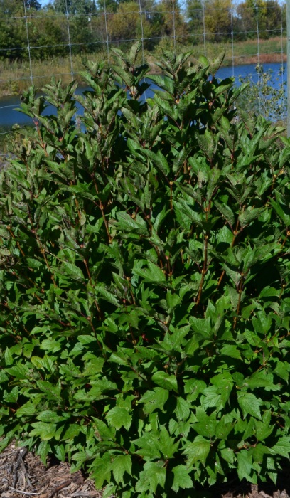 VIBUR TRI COMPACT AMERICAN #5