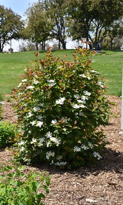 VIBURNUM TRI REDWING #10