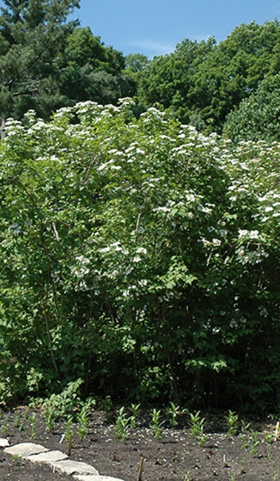 VIBURNUM TRI WENTWORTH #5
