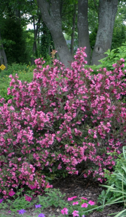 WEIGELA FLO WINE & ROSES #2 PW