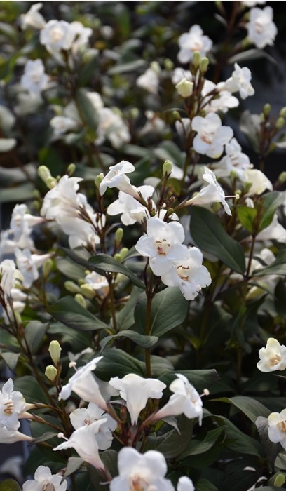 WEIGELA FLO WINE & SPIRITS #2 PW