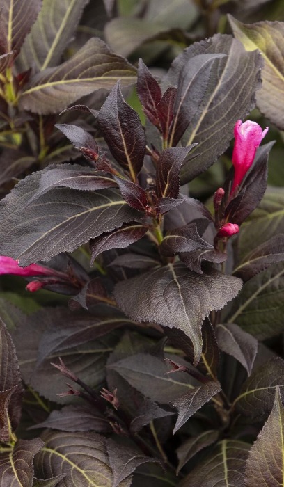 WEIGELA FLO COCO CHILL #2 MON