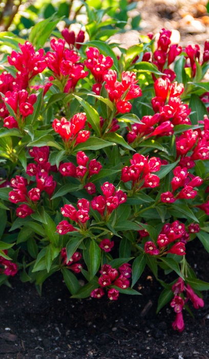 WEIGELA CRIMSON KISSES #2 MON