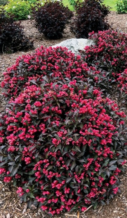 WEIGELA ELECTRIC LOVE #2 BE 1.25