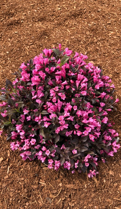 WEIGELA STUNNER #2 BE 1.10