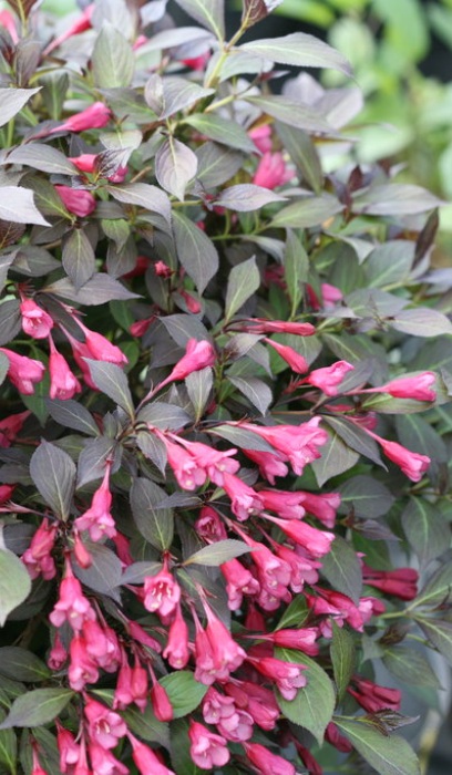 WEIG FL MIDNIGHT WINE SHINE #2PW