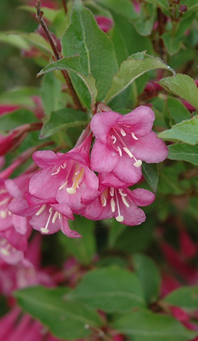 WEIGELA FLO MINUET #2