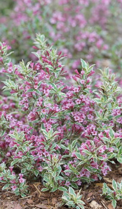 WEIGELA FLO MY MONET #3 PW