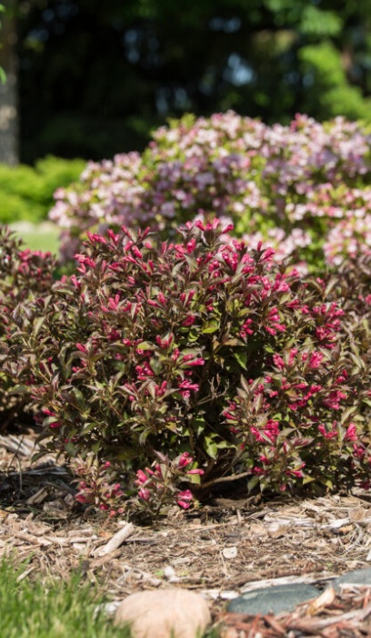 WEIGELA SHINING SENSATION #2 FE