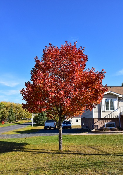 ACER RUB NORTHWOOD 2.5"BB