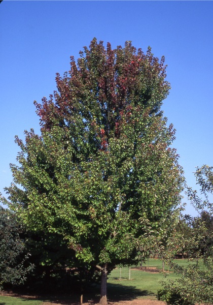 ACER FRE AUTUMN BLAZE 3"BB