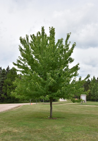 ACER FRE FIREFALL #10