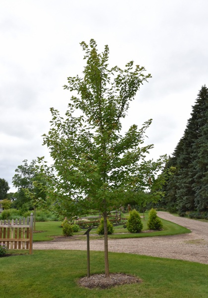 ACER FRE MATADOR 2"BB FE