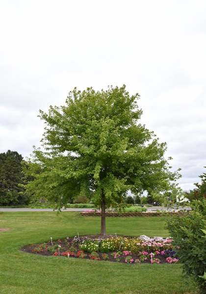 ACER FRE SIENNA GLEN 2"BB