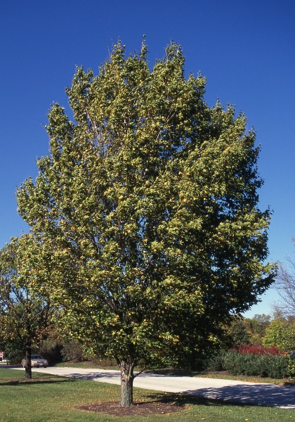 ACER MIY STATE STREET #20