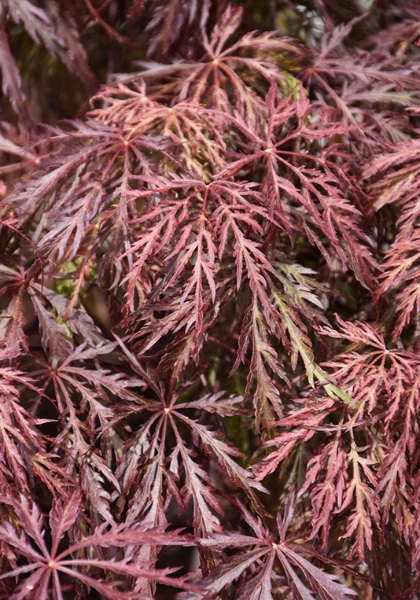 ACER PAL VELVET VIKING #2