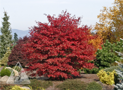 ACER PAL SHERWOOD FLAME #15