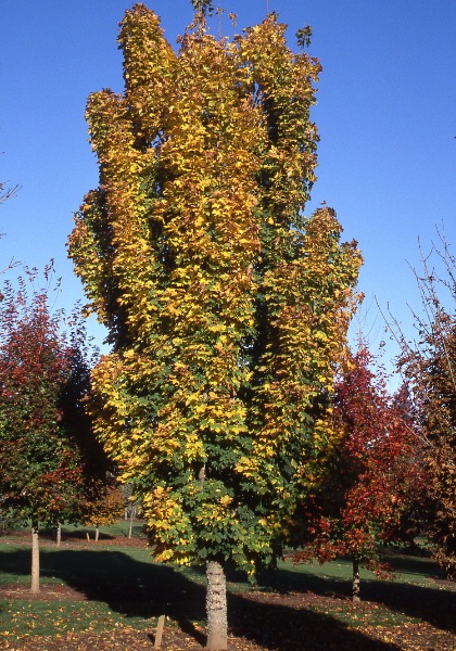 ACER PLA COLUMNAR MAPLE 2.5"BB