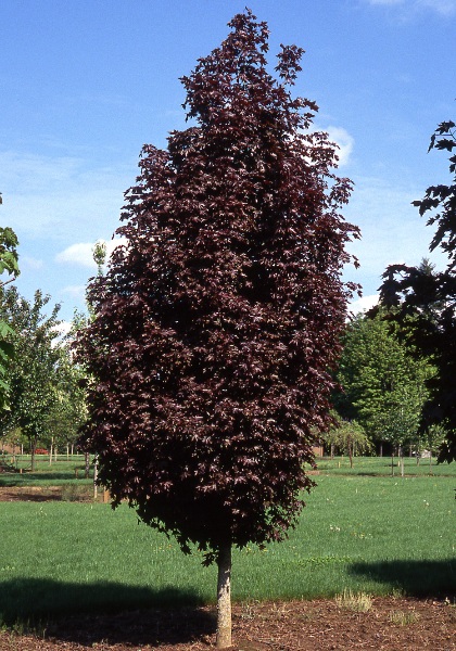 ACER PLA CRIMSON SENTRY MAPLE#20