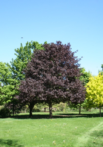 ACER PLA ROYAL RED #10