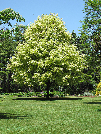 ACER PLA VARIEGATED MAPLE #20