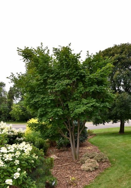 ACER PSE KOREAN MAPLE #20 CLP