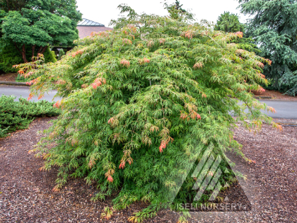 ACER X PSE ICE DRAGON #3