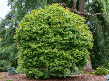 ACER X PSE ORIGAMI ISELI #15