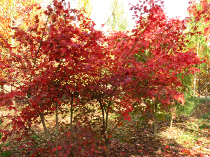 ACER X PSE NORTHERN GLOW #20 CLP