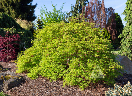 ACER X PSE WABI SABI #15