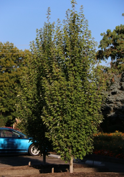 ACER RUB ARMSTRONG GOLD #10