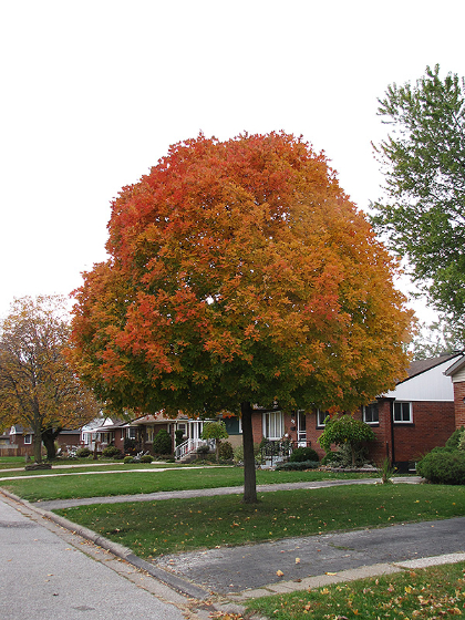 ACER RUB AUTUMN RADIANCE #20