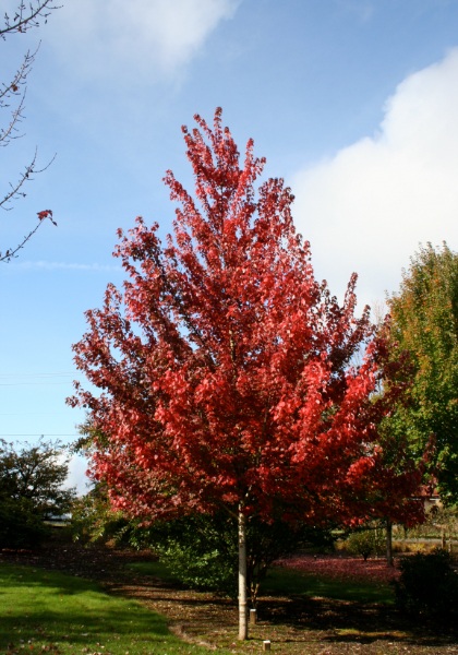 ACER RUB BRANDYWINE 2.5" BB