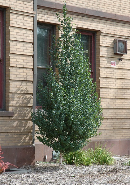 BETULA PLA DAKOTA PINNACLE #15TF