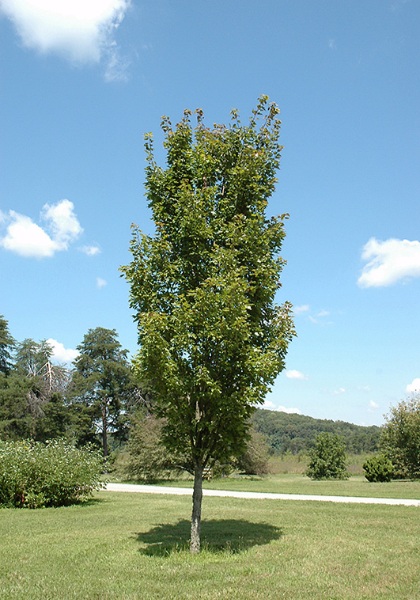 ACER RUB RED ROCKET 2.5"BB