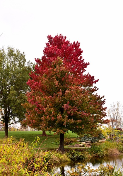 ACER RUB RED SUNSET #20