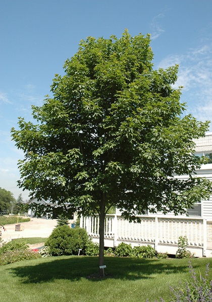 ACER SAC FALL FIESTA #20