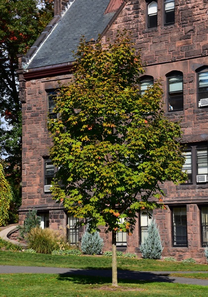 ACER SAC GREEN MTN #10