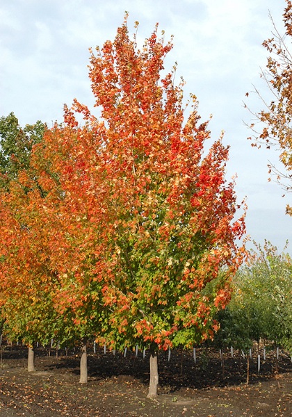 ACER SAC INFERNO #10