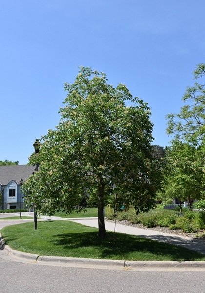 AESCU ARN AUTUMN SPLENDOR 2"BB